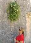 Stari Grad