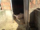 IMG_1602_800x600