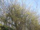 IMG_4315we