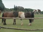 DSC08196we
