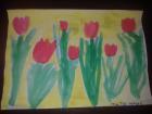 Tulipani Matej P