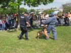 Policijski Pas Akcija 2.