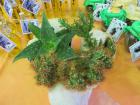 IMG_2065_800x600
