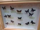 IMG_3728_800x600