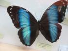 IMG_3738_800x600