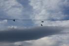 IMG_4826_800x533