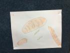 IMG-1131