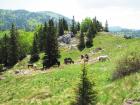 Velebit_7ab_2017_011
