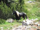 Velebit_7ab_2017_012
