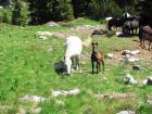 Velebit_7ab_2017_013