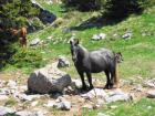 Velebit_7ab_2017_014