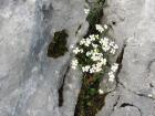 Velebit_7ab_2017_027