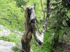 Velebit_7ab_2017_028