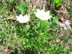Velebit_7ab_2017_040