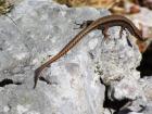 Velebit_7ab_2017_067