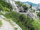 Velebit_7ab_2017_073