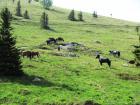 Velebit_7ab_2017_093