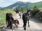Velebit_7ab_2017_101