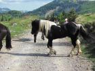 Velebit_7ab_2017_103