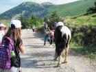 Velebit_7ab_2017_105