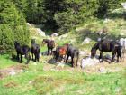 Velebit_7ab_2017_109