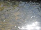 SUK_2011_027