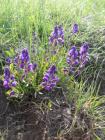 Velebit -Bake Otarije (22)_360x480
