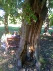 IMG_1299_360x480