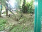 Zooo