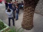 Trica Ispod Palme
