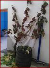 Slika005