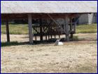 Slika013