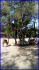 Slika038