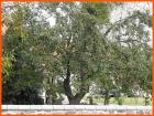 Bisag- Zupanijska Smotra (28)