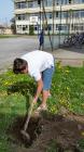 P01 Dalj, Croatia, Planting A Willow Tree