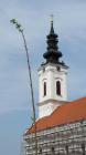P06 Dalj, Croatia, A Willow For The Future