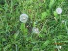 IMG_5212c