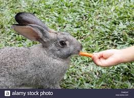 Per i bambini di alimentazione a mano un coniglio con la carota in ...