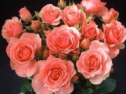 Coltivare le rose: guida completa