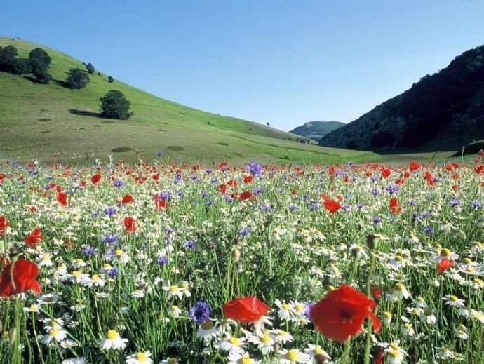 PNSibillini-prato