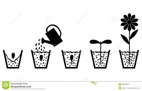 Schema Di Crescita Di Pianta Dal Seme Al Fiore Illustrazione ...