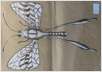 Nemoptera Sinuata