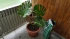 20170509_110300_resized