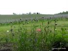 SAM_0781