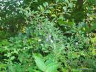 Picture 036