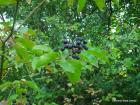 Picture 040