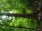SAM_0359