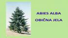 ABIES ALBA