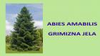 ABIES AMABILIS