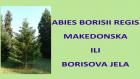 ABIES BORISII REGIS